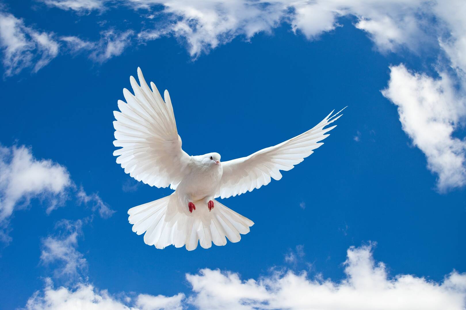 Choice Cremation logo